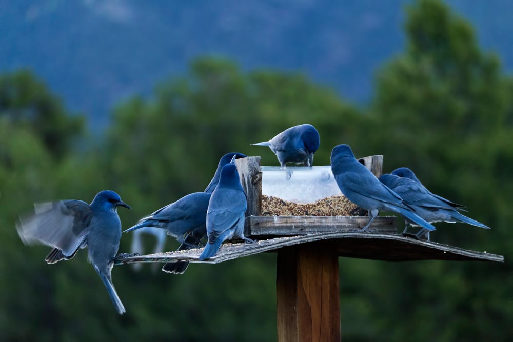 Blue Jays in Crestone - photo by Michael V. Khalsa